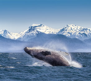 Cruceros por Alaska. eworldcruises.com Cruceros por Alaska. eworldcruises.com