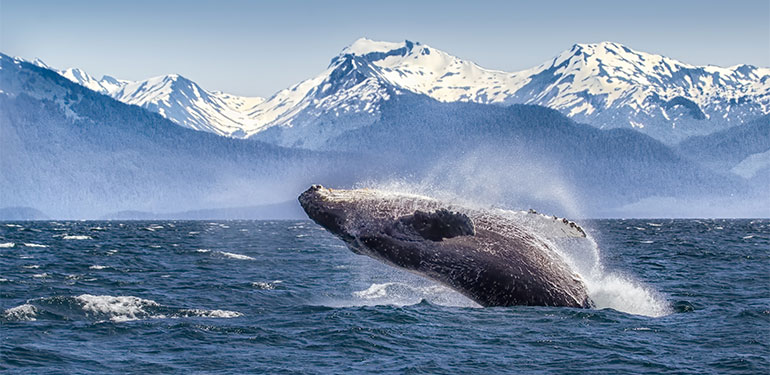 Alaska Cruises, disfruta de una naturaleza única. EworldCruises.com Alaska Cruises, disfruta de una naturaleza única. EworldCruises.com