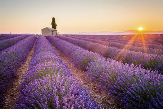 Campos de lavanda de Aix en Provence, Francia. EworldCruises.com Campos de lavanda de Aix en Provence, Francia. EworldCruises.com