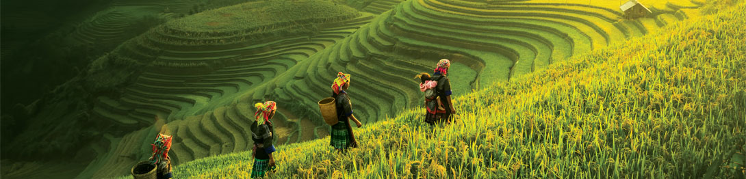 Arrozales de Bali, cruceros por Oriente y Asia. EworldCruises.com Arrozales de Bali, cruceros por Oriente y Asia. EworldCruises.com