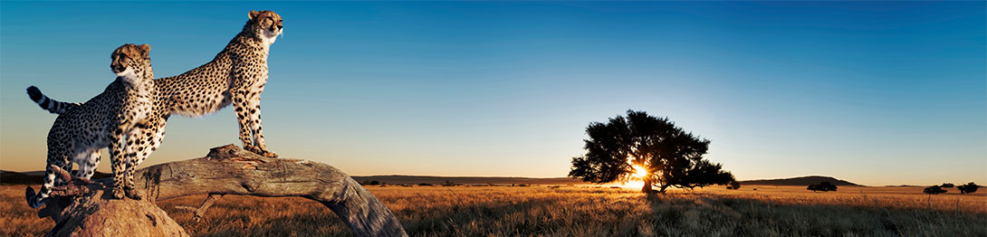 Leopardos, África . EworldCruises.com Leopardos, África . EworldCruises.com